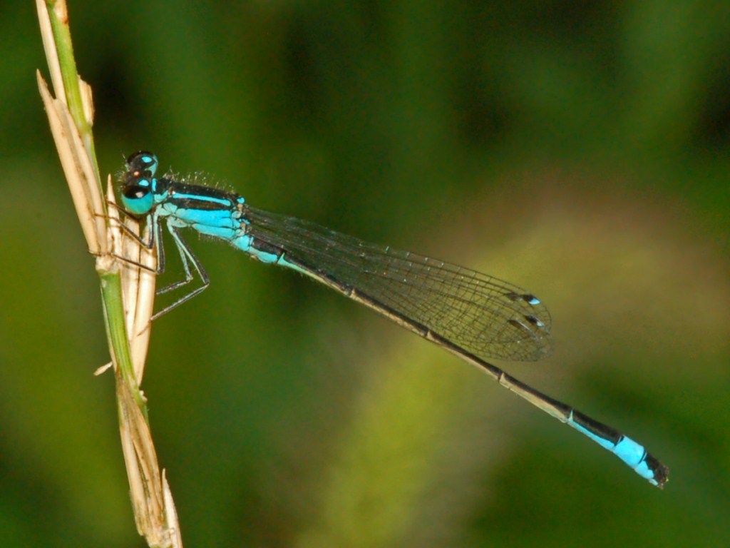 Una libellula in attesa di un nome - I. elegans